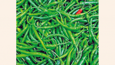 Green chilli prices take a plunge in Hili