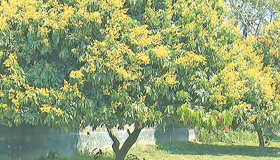 Farmers expect bumper lychee yield in Dinajpur