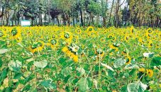 Oil-crop cultivation target exceeds in Khulna