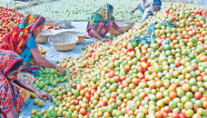 Cumilla farmers happy with bumper tomato harvest