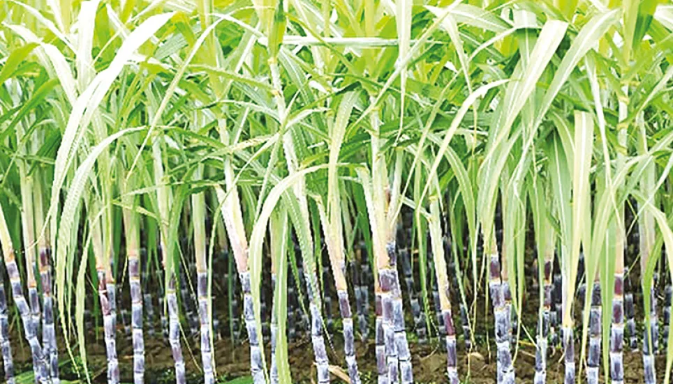 Intercropping with sugarcane profits Rajshahi farmers