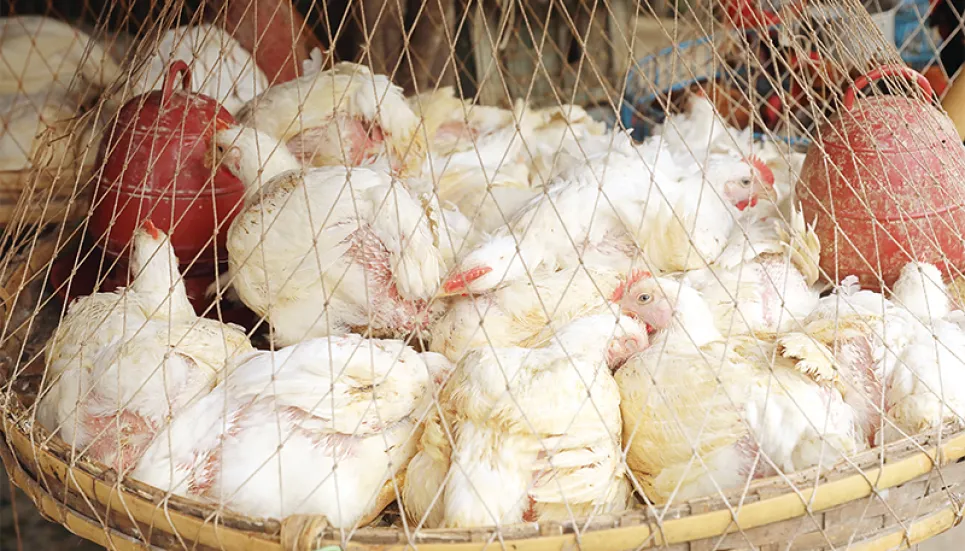 Price of broiler chicken coming down at market level
