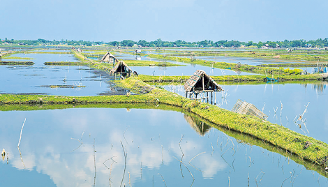 Shrimp cultivation: Potential and challenges