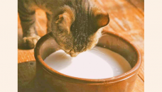 Is milk actually a good drink for cats?