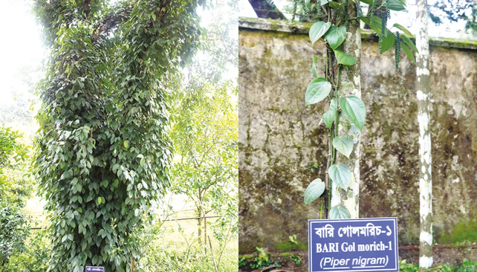 Black pepper takes root on Sylhet soil 