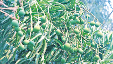 Excellent fruit setting predicts bumper mango production in Rajshahi