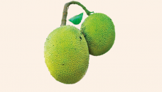 Jackfruit: Export opportunities for Bangladesh’s economy