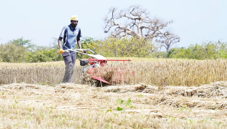 Senegal harvests first experimental homegrown wheat