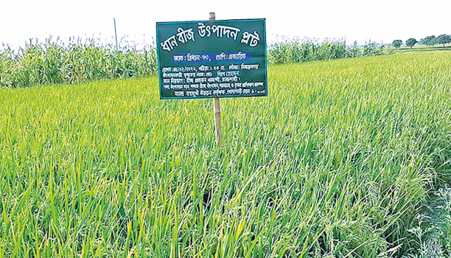 Boro fields delight Rajshahi farmers - The Business Post