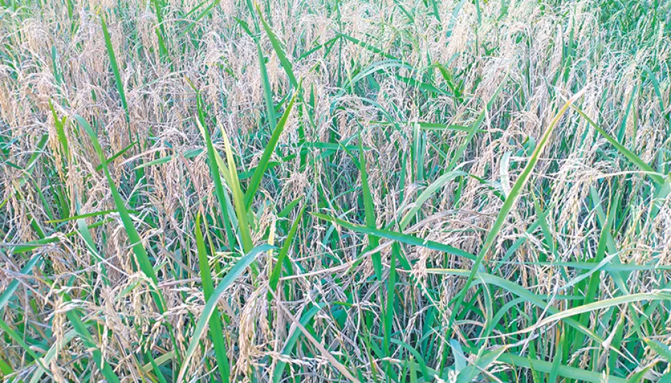 Rice blast worries Khulna’s Boro farmers