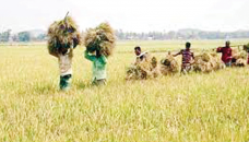 Boro rice harvest begins in northern region 