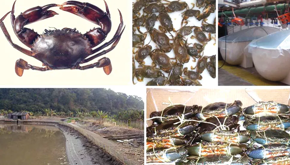 Crab culture paves way for earning foreign currency