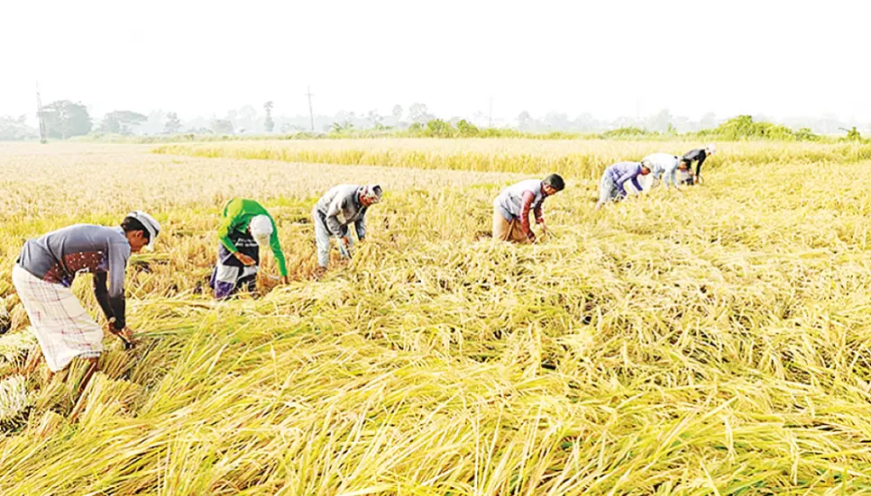 Agri Ministry issues crop protection guidelines amidst cold wave