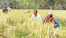 Salinity-tolerant rice varieties bring hope to Barguna farmers