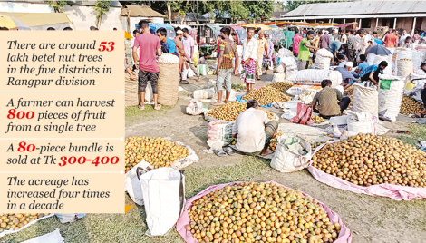 Rangpur farmers benefit from betel nut farming 