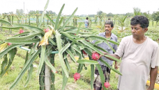 Dragon fruit farming makes Rajshahi economy vibrant