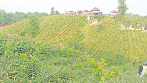 Pineapple garden turns into tourist hub 