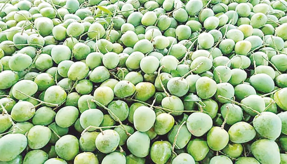 Mangoes start arriving in Rajshahi markets