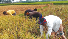 Rangpur Boro farmers anxious despite bumper yield 
