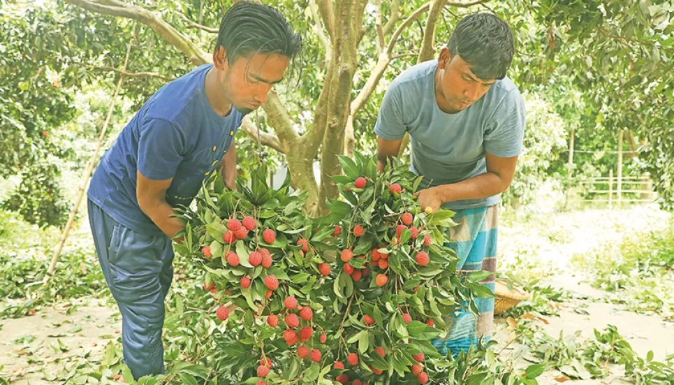 Juicy litchi starts arriving in Rajshahi markets