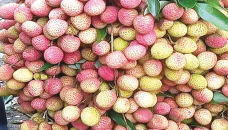 Litchi starts appearing in Jashore, Khulna markets