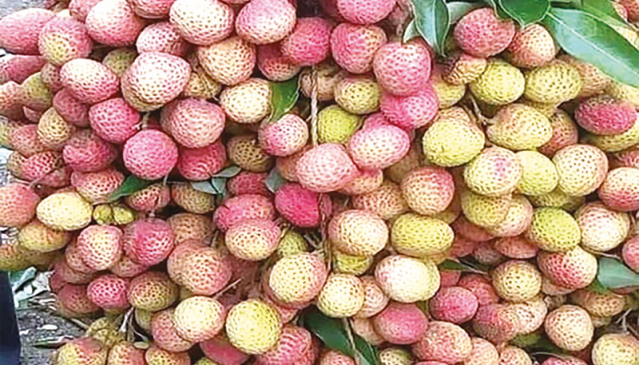 Litchi Starts Appearing In Jashore Khulna Markets The Business Post