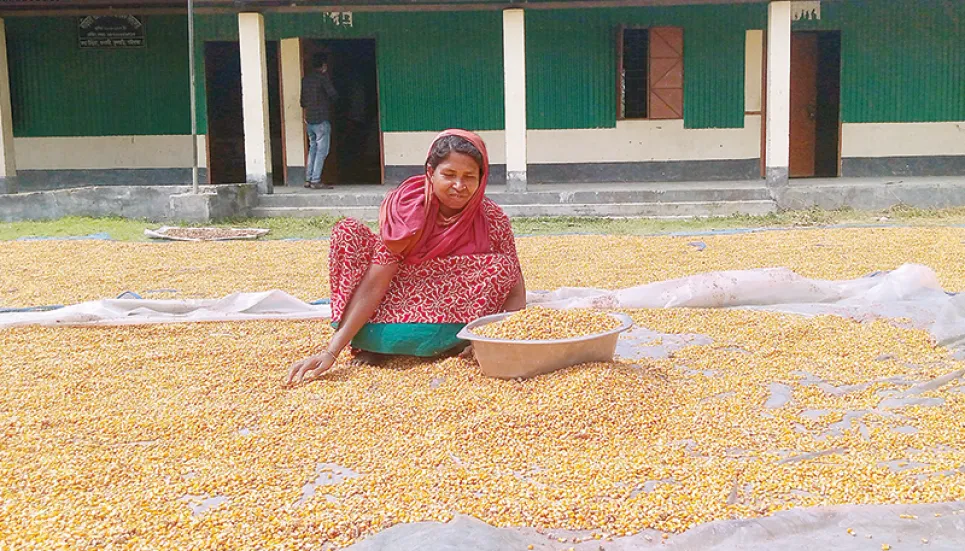 Low prices disappoint Gaibandha maize farmers despite bumper yield