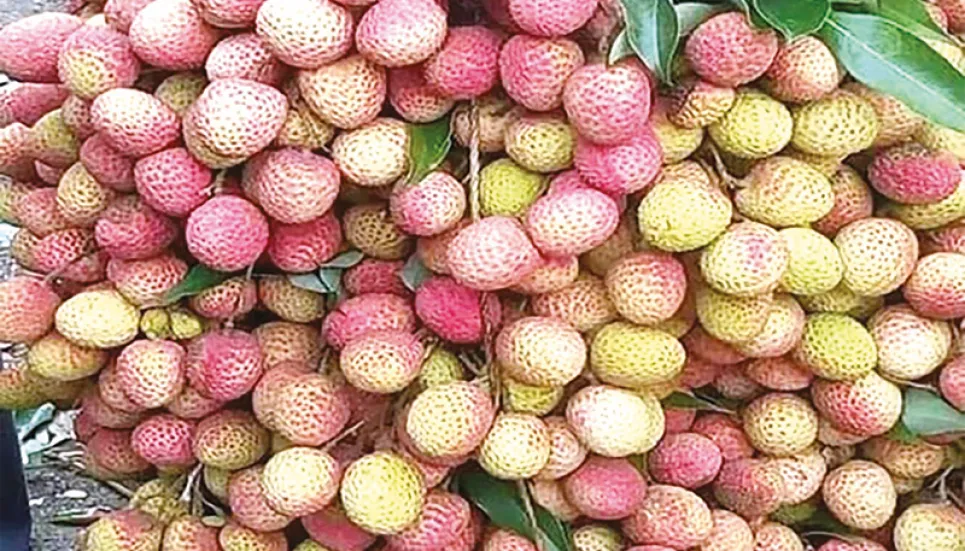 Litchi starts appearing in Jashore, Khulna markets