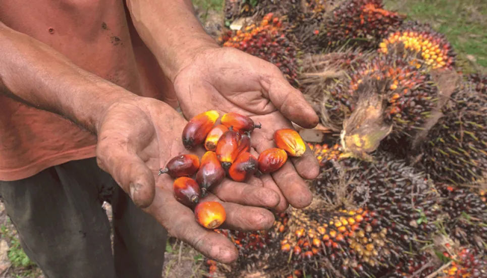 Malaysian palm oil firms say not hiring from Bangladesh