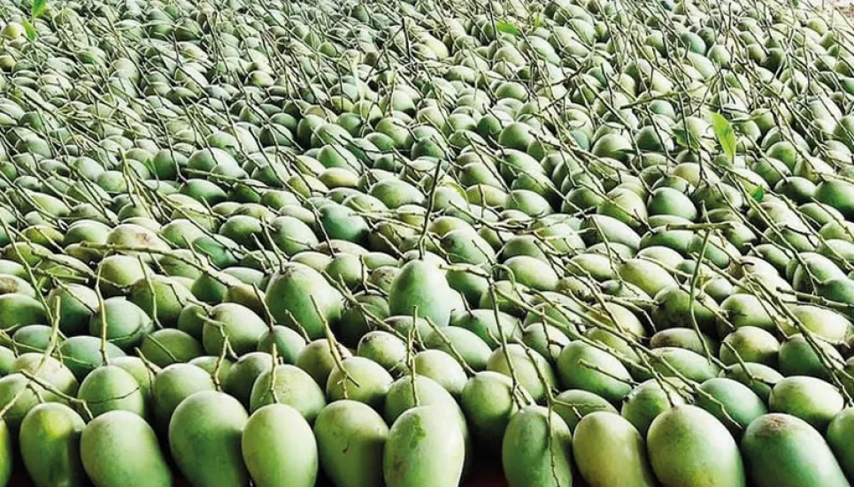 Mango orchards doubled in a decade in Rajshahi The Business Post