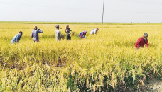 Sherpur farmers happy with bumper Boro output