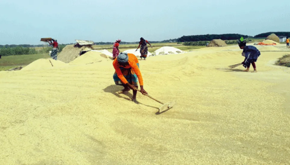Rice procurement yet to begin in Sunamganj Haor