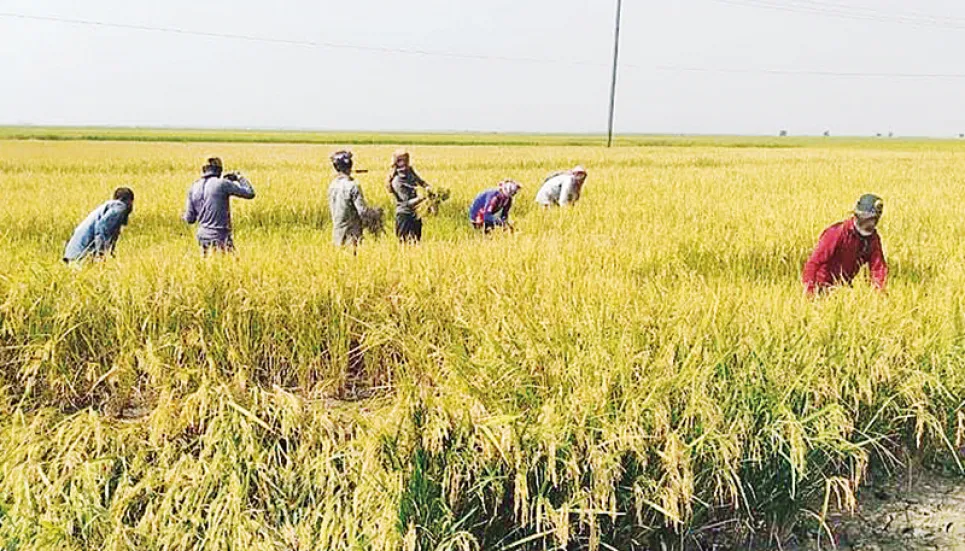 Sherpur farmers happy with bumper Boro output