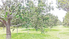 Chapainawabganj farmers happy with bumper mango yield
