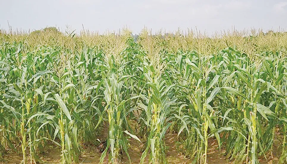 Farmers expecting bumper maize yield in Manikganj