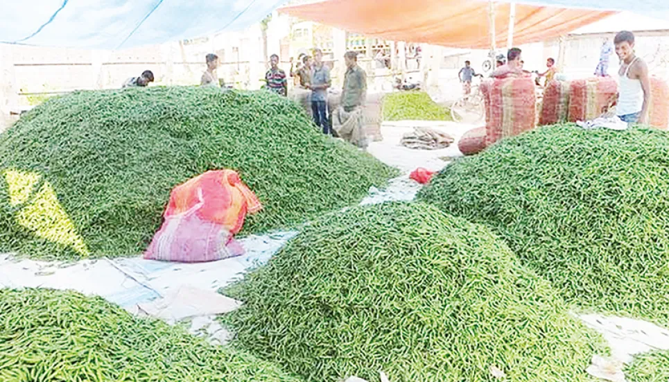 Panchagarh chilli farmers happy over bumper yield, fair price