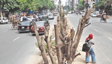 Dhaka heats up as trees getting wiped out