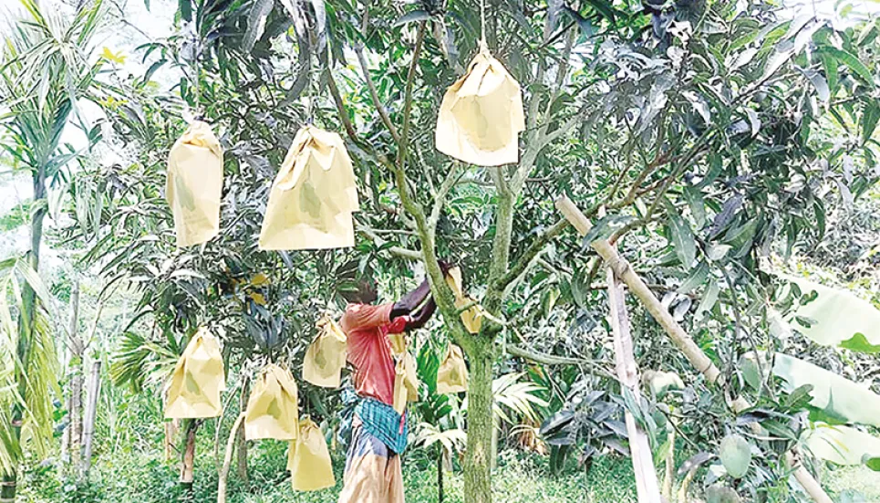 Fruit bagging method ensures quality mango production