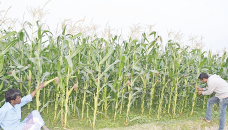 Maize cultivation exceeds target in Sherpur