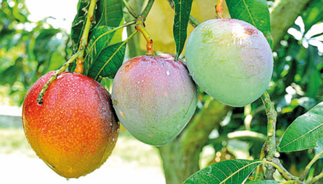 Taste remains crucial behind surge in mango export 