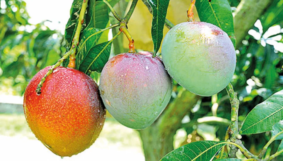 Mango exports begin with 4,000 tonnes target