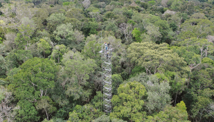 Amazon scientists simulate how warming may impact jungle