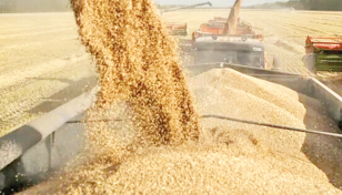 Indiaʼs wheat production set to touch new record