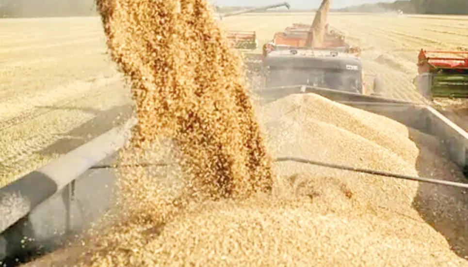 Indiaʼs wheat production set to touch new record