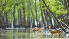 Deer poaching in Sundarbans rising at alarming rate