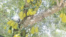 Bumper jackfruit production expected in Panchagarh 