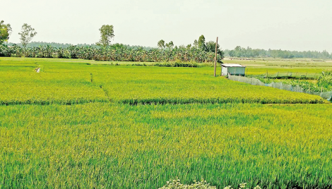 Agriculture on Tangail char changes the life of people 