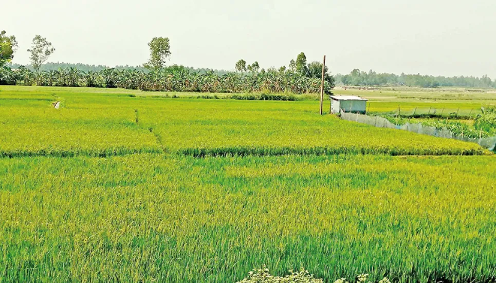 Agriculture on Tangail char changes the life of people 