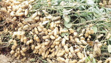 Bumper production, fair prices make Rangpur peanut farmers happy 