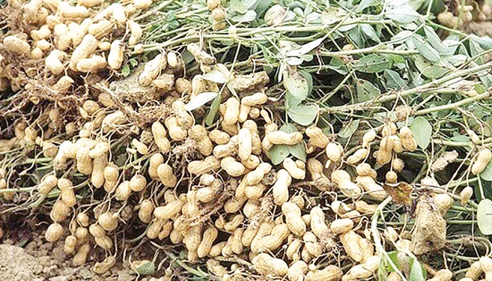 Bumper production, fair prices make Rangpur peanut farmers happy 